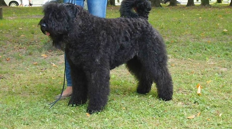 bouvier des flandres breed