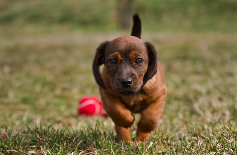 alpine dachsbracke
