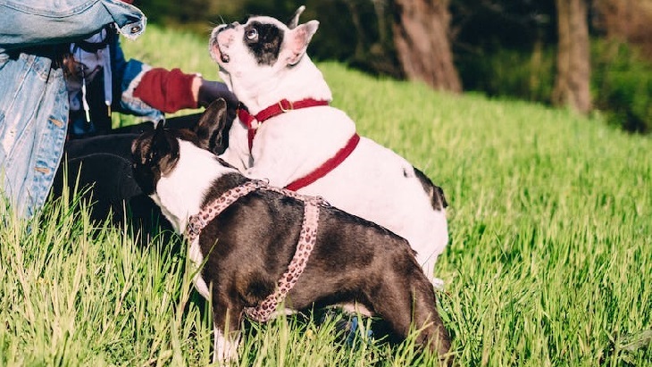 Boston Terrier dog breed 