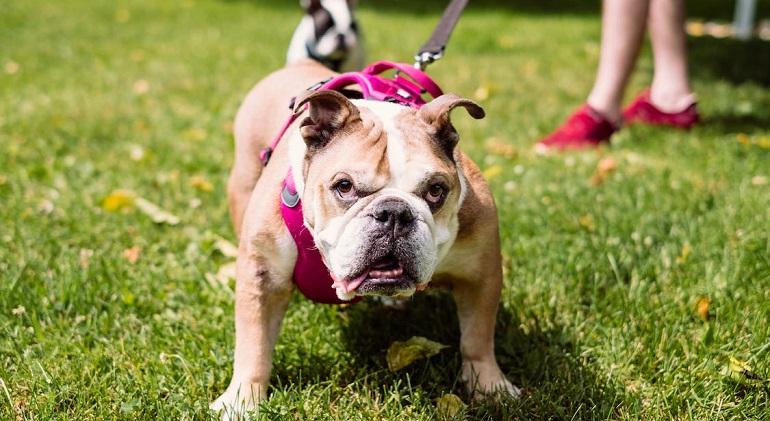 English Bulldog- History, Facts, And Personality Traits