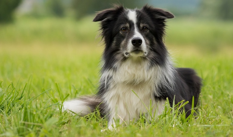 Border Collie Your Intelligent, Affectionate Friend