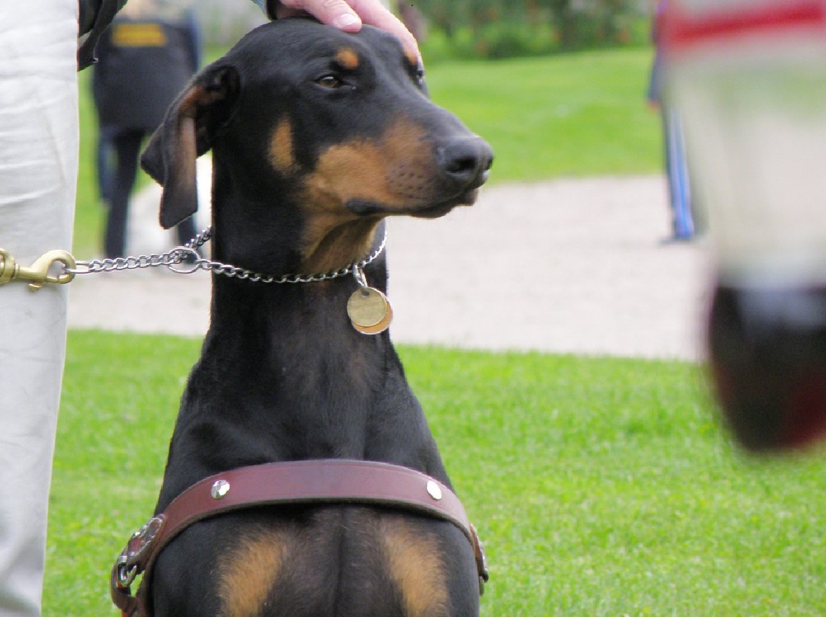 How Should You Place A Prong Collar On A Dog? WAF