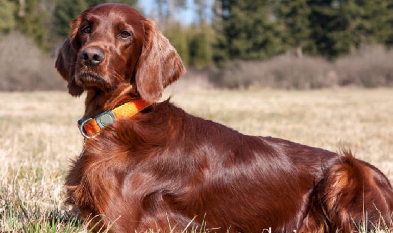 what colors look good on a irish setter