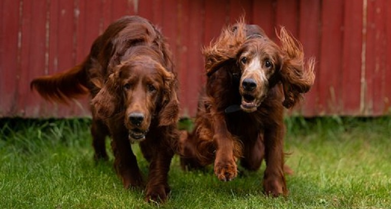 irish setter breed
