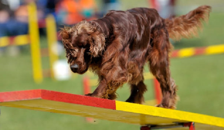 irish setter colors
