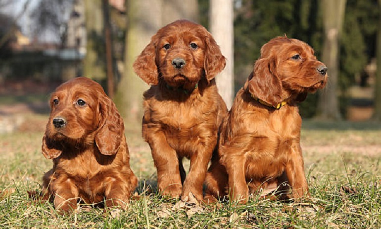 irish setter dog breed
