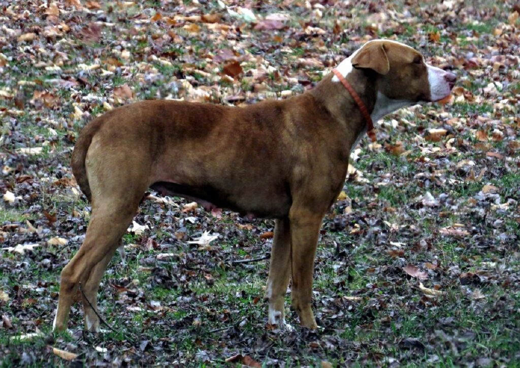 mountain cur terrier