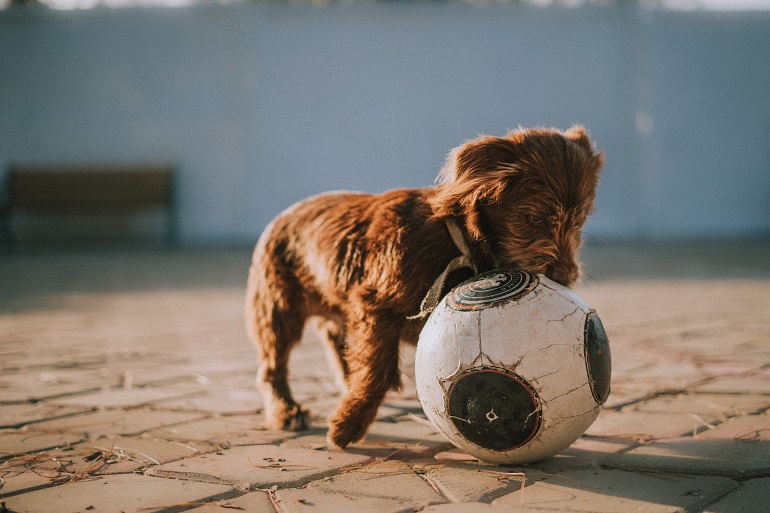 are neutered dogs less aggressive