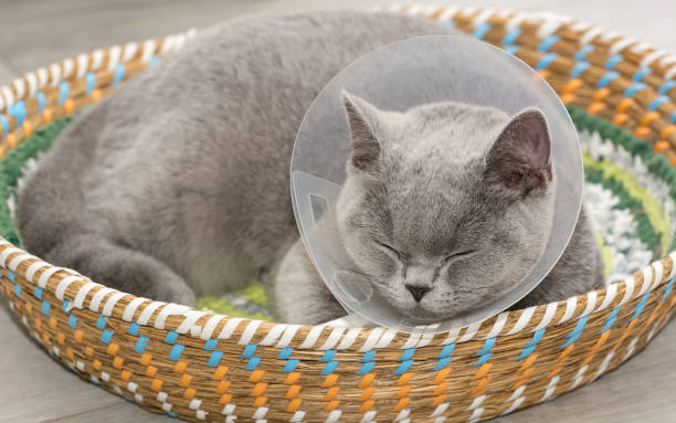 Benefits of Neutering Cat