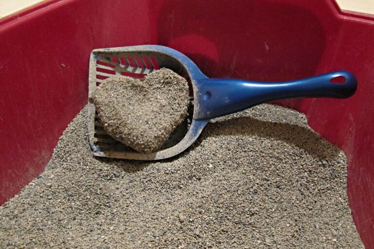 Best NonTracking Cat Litter For A Cleaner & Healthier Home