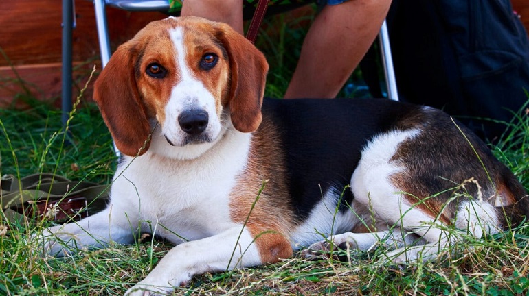 American Foxhound Dog Breed – Everything You Need To Know! - Kiến Thức ...