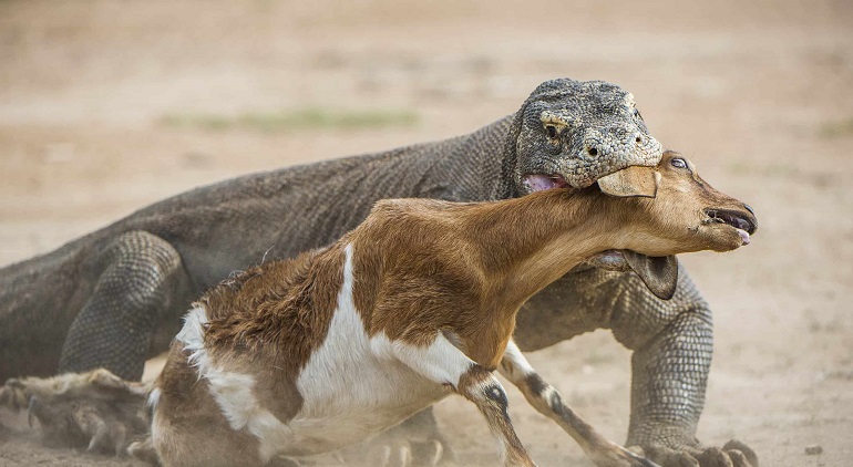 deforestation on animals