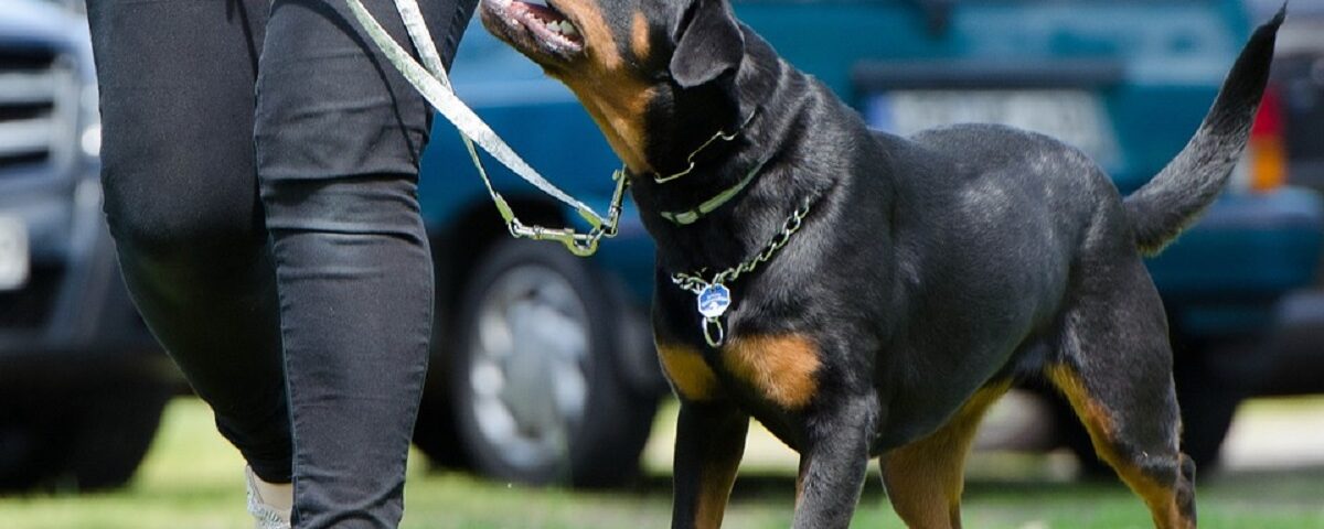 how should you place a prong collar on a dog- review