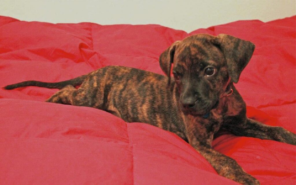 Brindle store cur puppies