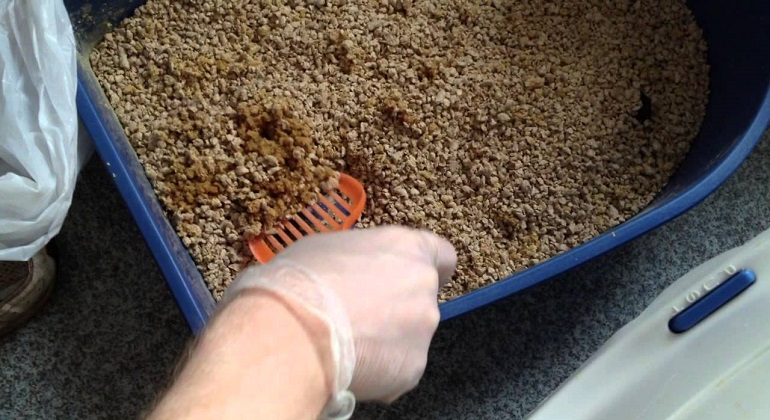 How Often To Change Cat Litter (Everything You Need To Know)