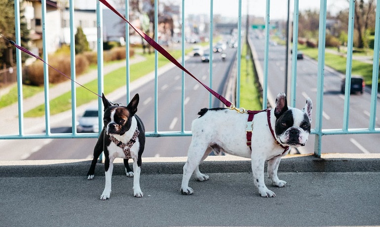 Boston Terrier