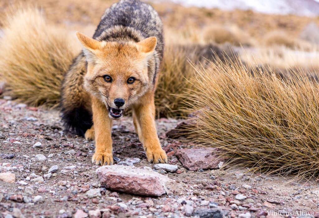 red foxes info