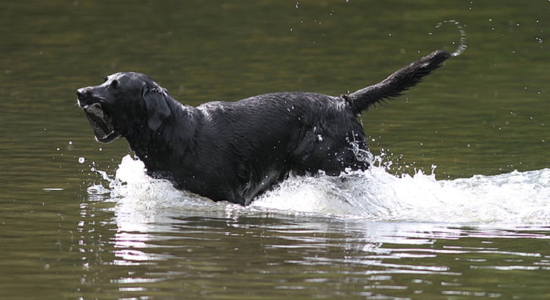 flat haired retriever