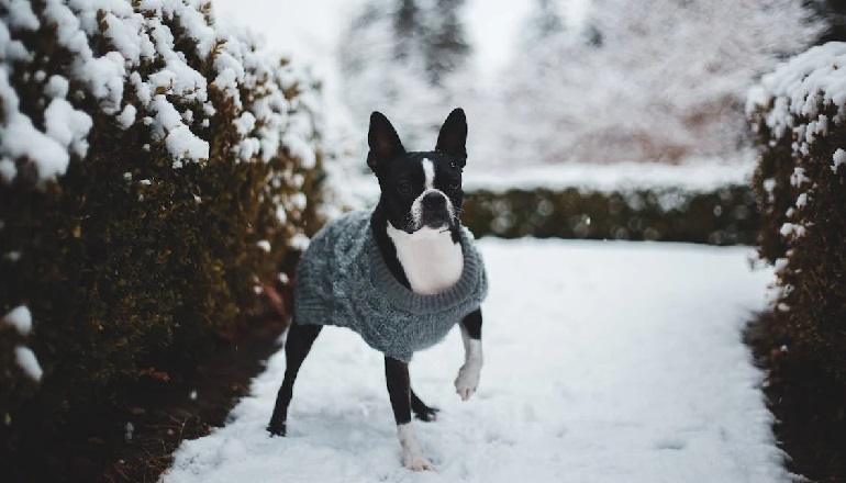 Boston Terrier dog