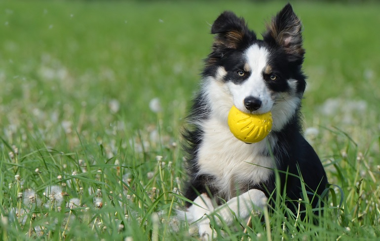 icelandic sheepdog breeders