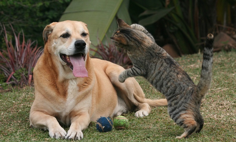 introduce cat and dog