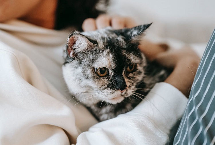 how many cats in the usa