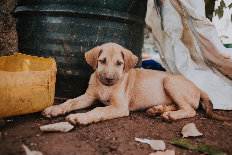 6 Activities To Help You Bond With Your Dog - Vetstreet