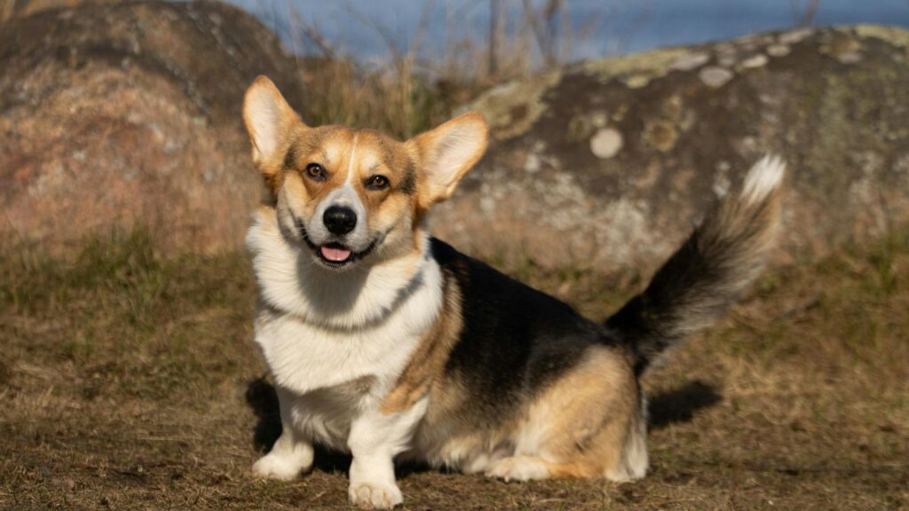 Pembroke Welsh Corgi 