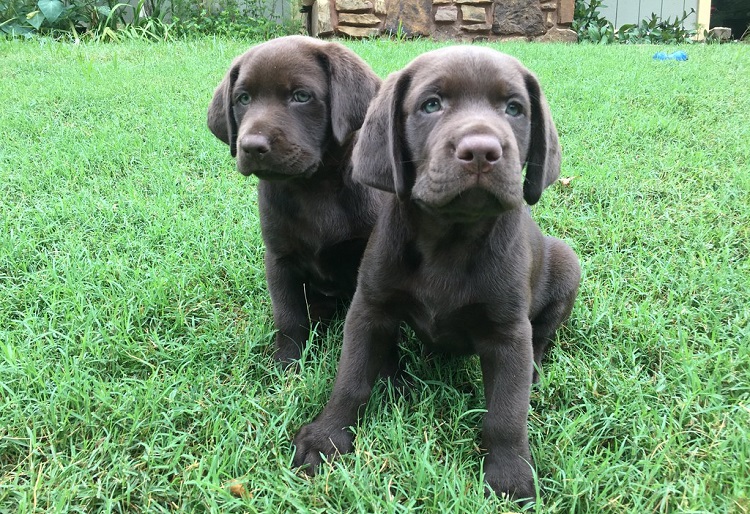 Silver and store chocolate lab mix