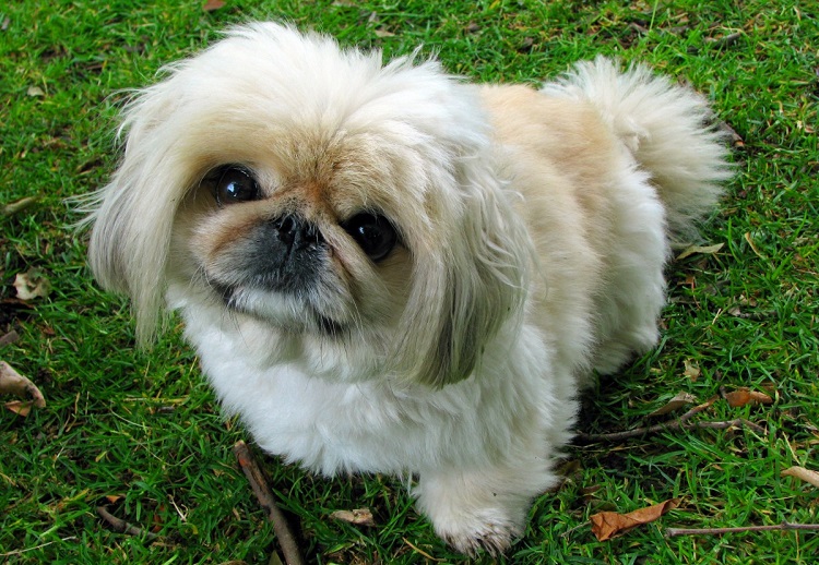 Pekingese breed hot sale info