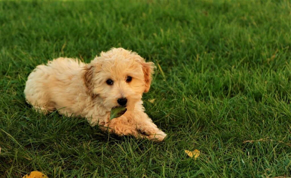 Mini Golden Doodle Shoes Dog Must Haves Mini Goldendoodle Premium T-Shirt