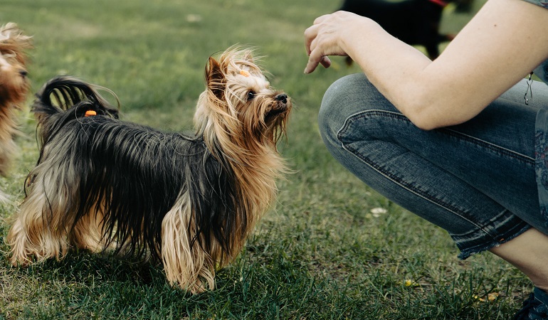 are silky terriers smart dogs