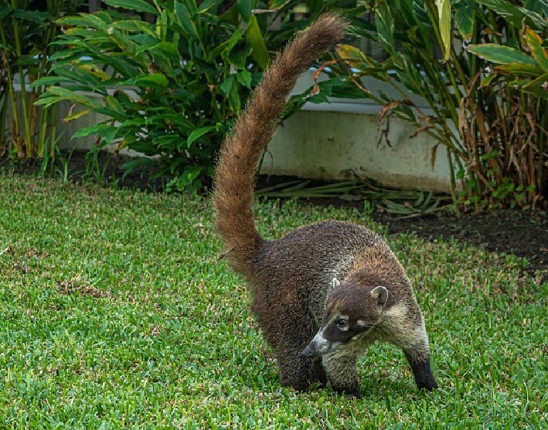 what is a coati
