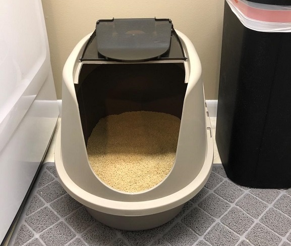 cat  litter box