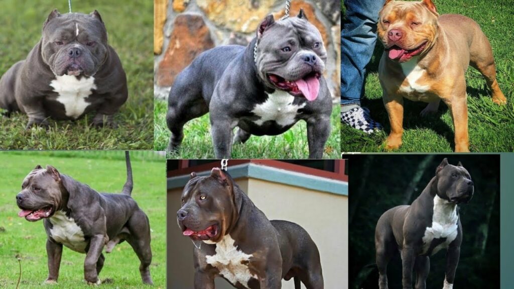 American bully breed store types