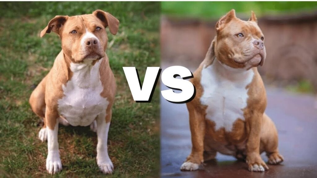 American bully and store pitbull