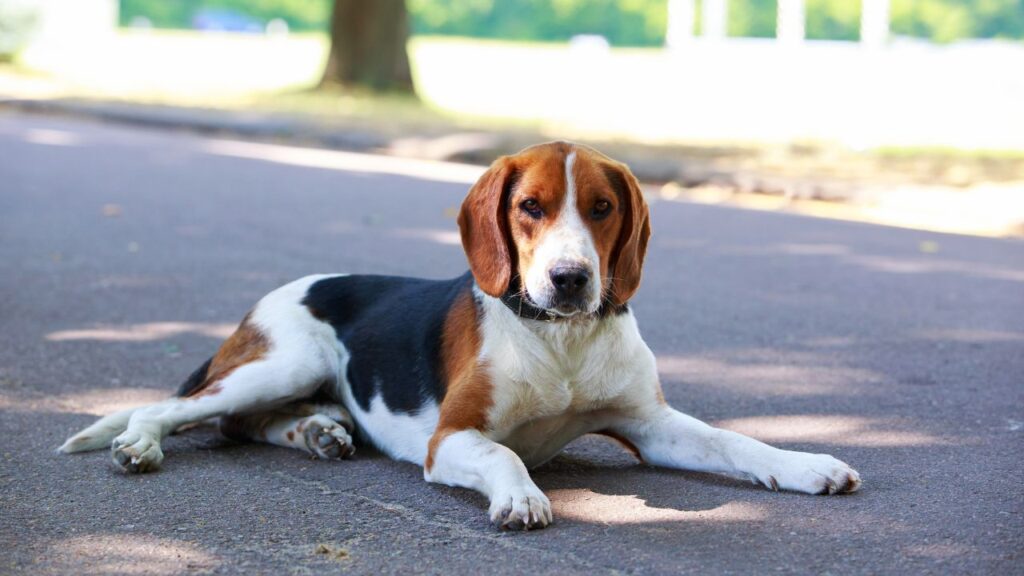 American Foxhound Appearance