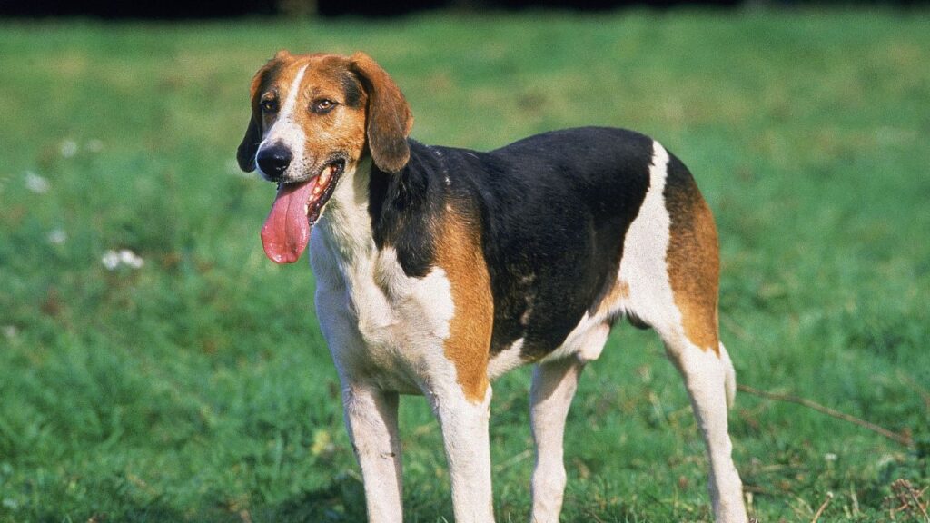 American Foxhound Facts