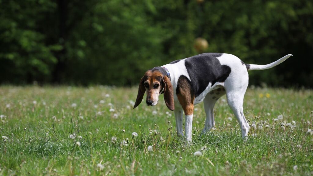 American Foxhound Health and Care  
