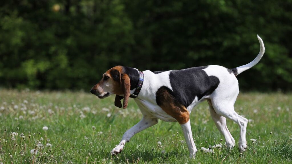 American Foxhound Temperament and Personality