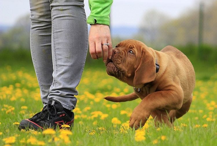 17 Dogs and Cats Who Are Ready for NFL Football - Vetstreet