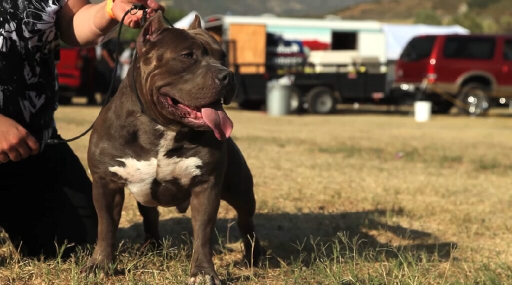 American Bully Dog: Breed Overview, Traits, And Care - WAF