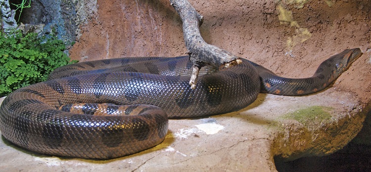 anacondas weight