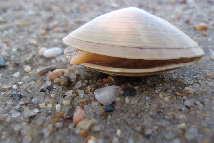 Do clams lay clearance eggs