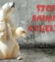 aniamls abuse