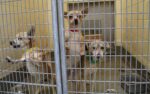 Animal Shelter Statistics - Pet Lifesaving By The Numbers!!