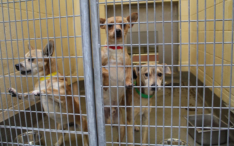 animals euthanized in shelters