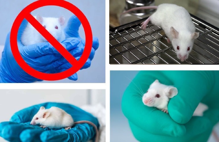 stop animal testing