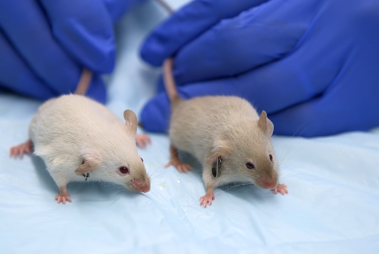 What Is Animal Testing? Eyeopening Facts & Alternatives