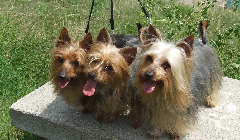 silky australian terrier